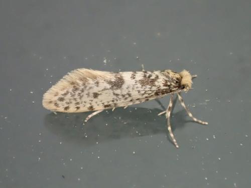 Pseudobankesia gramatella